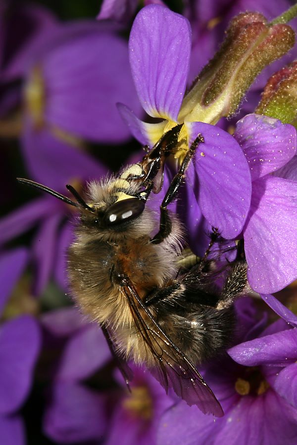 Pelzbiene Anthophora plumipes, M