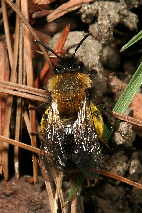 Erdbiene Andrena clarkella, W