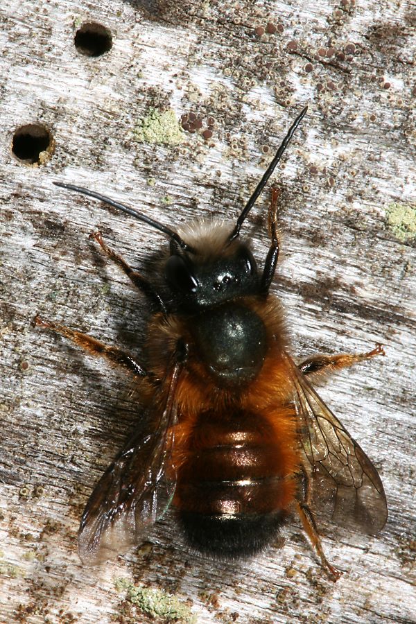 Mauerbiene Osmia bicornis, M