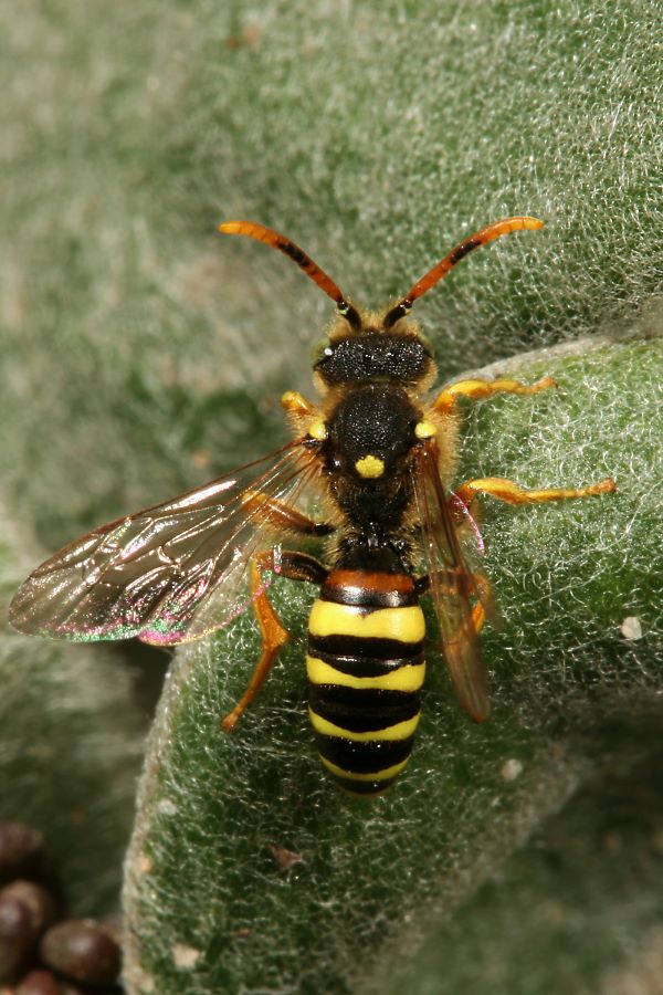 Wespenbiene Nomada fucata, W