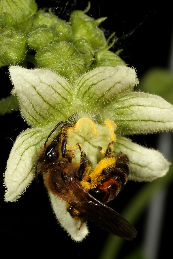 Sandbiene Andrena florea, W