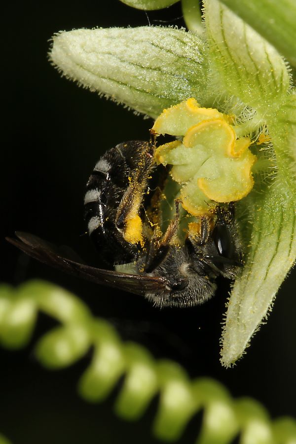 Schmalbiene Lasioglossum sexnotatum, W