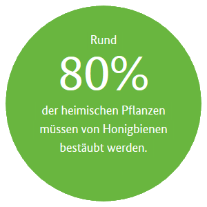 Rund 80 % der heimischen Pflanzen