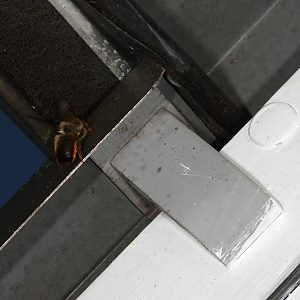 Mauerbiene Osmia bicornis in einem Klappfenster Osmia bicornis in einem Klappfenster