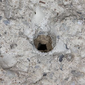 Ehemaliges Dübelloch mit Nestverschluß Ehemaliges Dübelloch