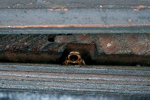 Mauerbiene in Spalt unter Dachziegeln Spalt unter Dachziegeln
