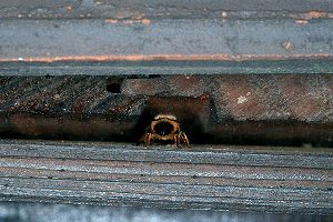 Osmia bicornis unter Dachpfannen