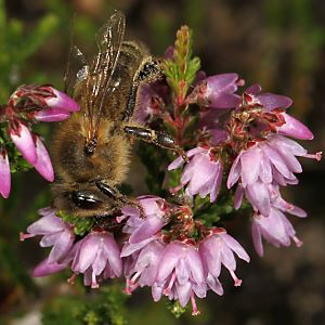 Apis mellifera (domestiziert) an Calluna Apis mellifera (domestiziert) an Calluna