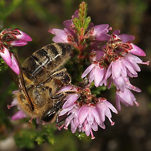 Apis mellifera (domestiziert) an Calluna Apis mellifera (domestiziert) an Calluna