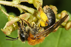 Andrena haemorrhoa