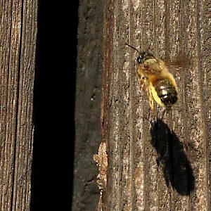 Rostrote Mauerbiene vor Schuppen Rostrote Mauerbiene vor Schuppen