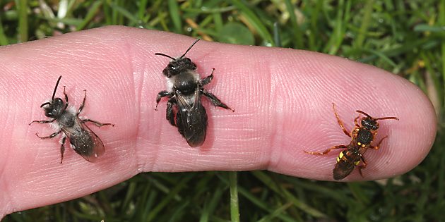 Sandbiene Andrena cineraria M & W + Wespenbiene Nomada lathburiana (8.4.2007) Andrena cineraria M&W + Nomada lathburiana