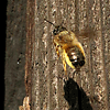 Fragen zu Wildbienen in Haus & Garten