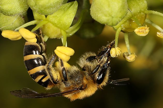 Colletes hederae an einer Efeu-Hecke (Solingen, 20.9.2015) Colletes hederae an Efeu)