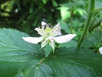 Erdbiene Andrena minutula, W