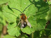Langhornbiene Eucera nigrescens, M