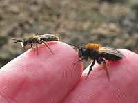 Erdbiene Andrena clarkella, M+W