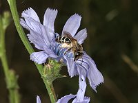 Erdbiene Andrena flavipes, W