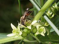 Erdbiene Andrena florea, M