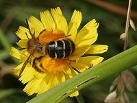 Hosenbiene Dasypoda hirtipes, W