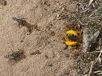 Hosenbiene Dasypoda hirtipes, W