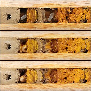 Osmia cornuta: Eier und Larve