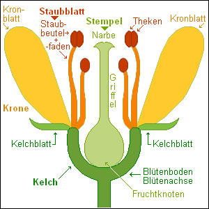 Bau einer Blüte Bau einer Blüte