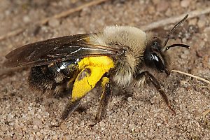 Andrena vaga, W, mit Weidenpollen (1) Andrena vaga, W, mit Weidenpollen (1)