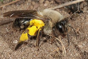 Andrena vaga, W, mit geteiltem Weidenpollen (2) Andrena vaga, W, mit geteiltem Weidenpollen (2)