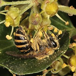 Colletes hederae in Solingen