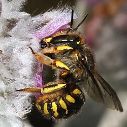 Anthidium manicatum