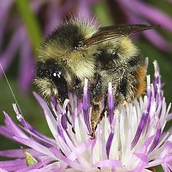 Bunthummel (Bombus sylvarum)