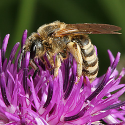 "Gelbbindige Furchenbiene" (Halictus scabiosae)