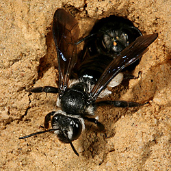 "Blauschillernde Sandbienebiene" (Andrena agilissima)