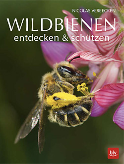 Vereecken: Wildbienen entdecken & schützen