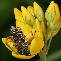 "Auen-Schenkelbiene" (Macropis europaea)