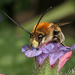 "Mai-Langhornbiene" (Eucera igrescens)