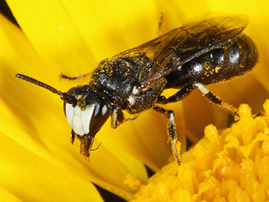 "Rainfarn-Maskenbiene" (Hylaeus nigritus)