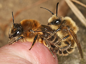 Colletes cunicularius, WM