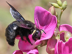 Xylocopa violacea