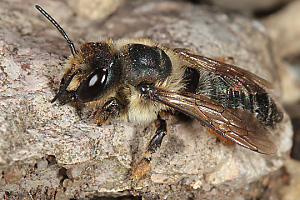 Megachile willughbiella