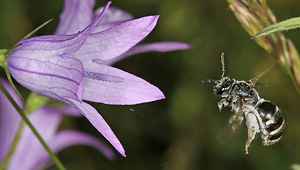 Lasioglossum costulatum