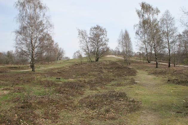 vegetationsarme Heidelandschaft