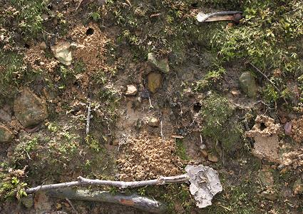 Nistr&ouml;hren von Andrena clarkella