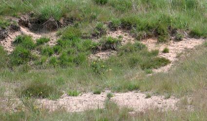 Wahner Heide bei K&ouml;ln