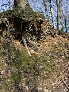 B&ouml;schung am Waldrand