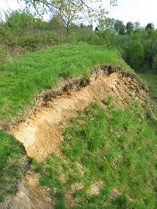 Sch&uuml;tter bewachsener Hang