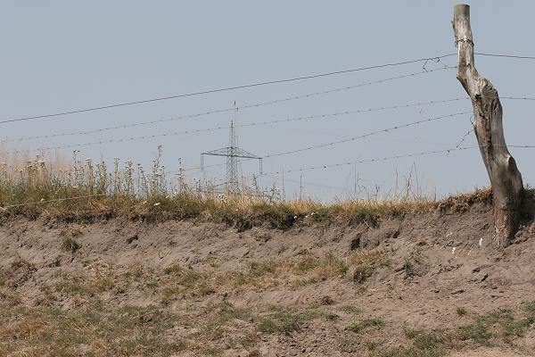 Sandiger Hang am Feldrand