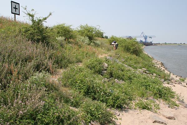 B&ouml;schung eines Flu&szlig;damms