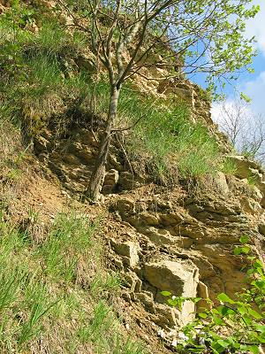 Steilwand einer Tongrube Steilwand einer Tongrube